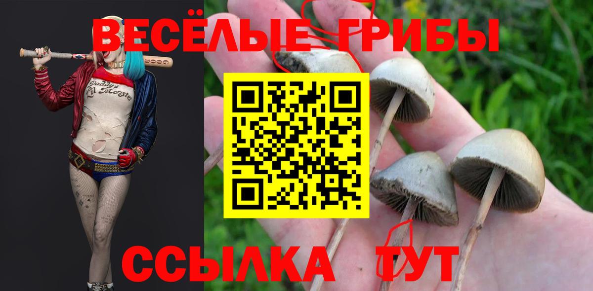 Галлюциногенные грибы Cubensis  Вход с VPN  Зерноград 